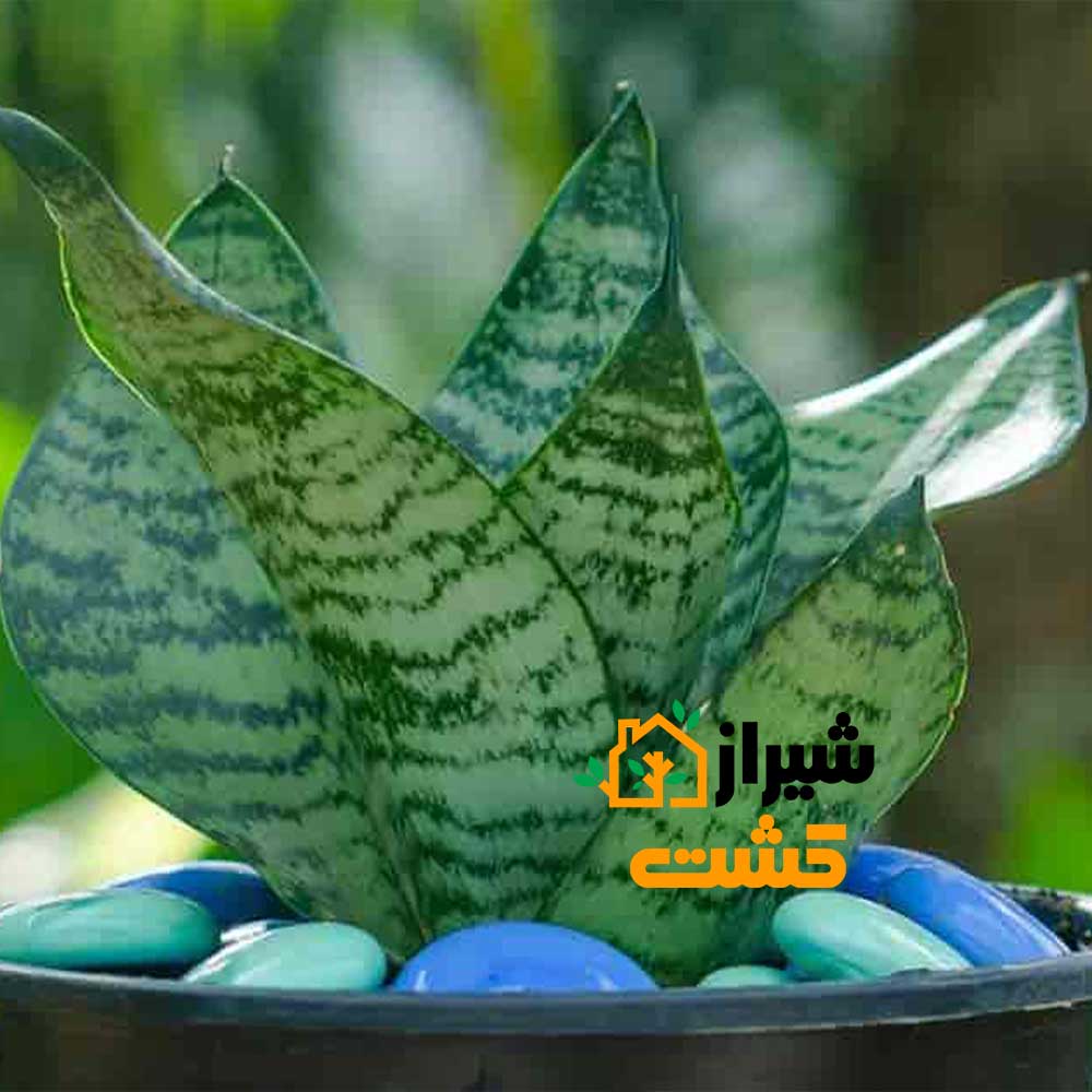 معرفی 19 گونه از انواع سانسوریا 20 24