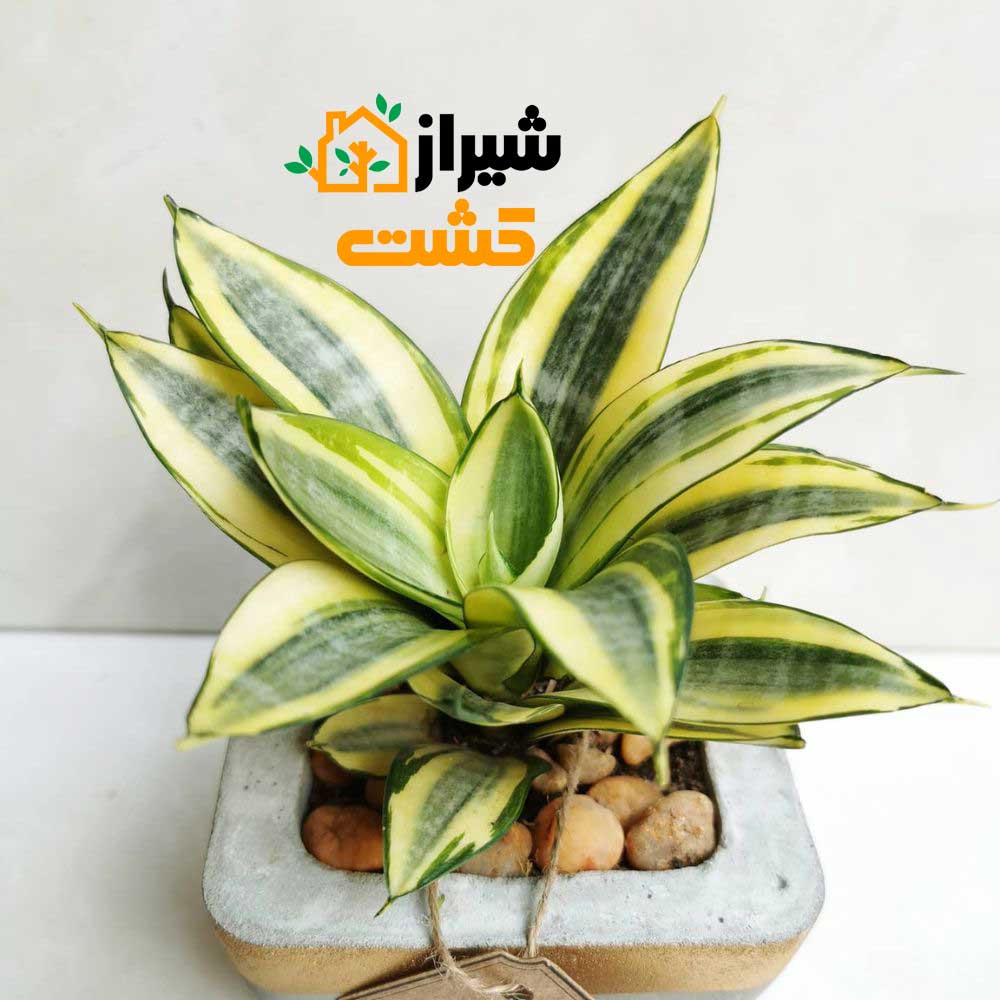 معرفی 19 گونه از انواع سانسوریا 23 26
