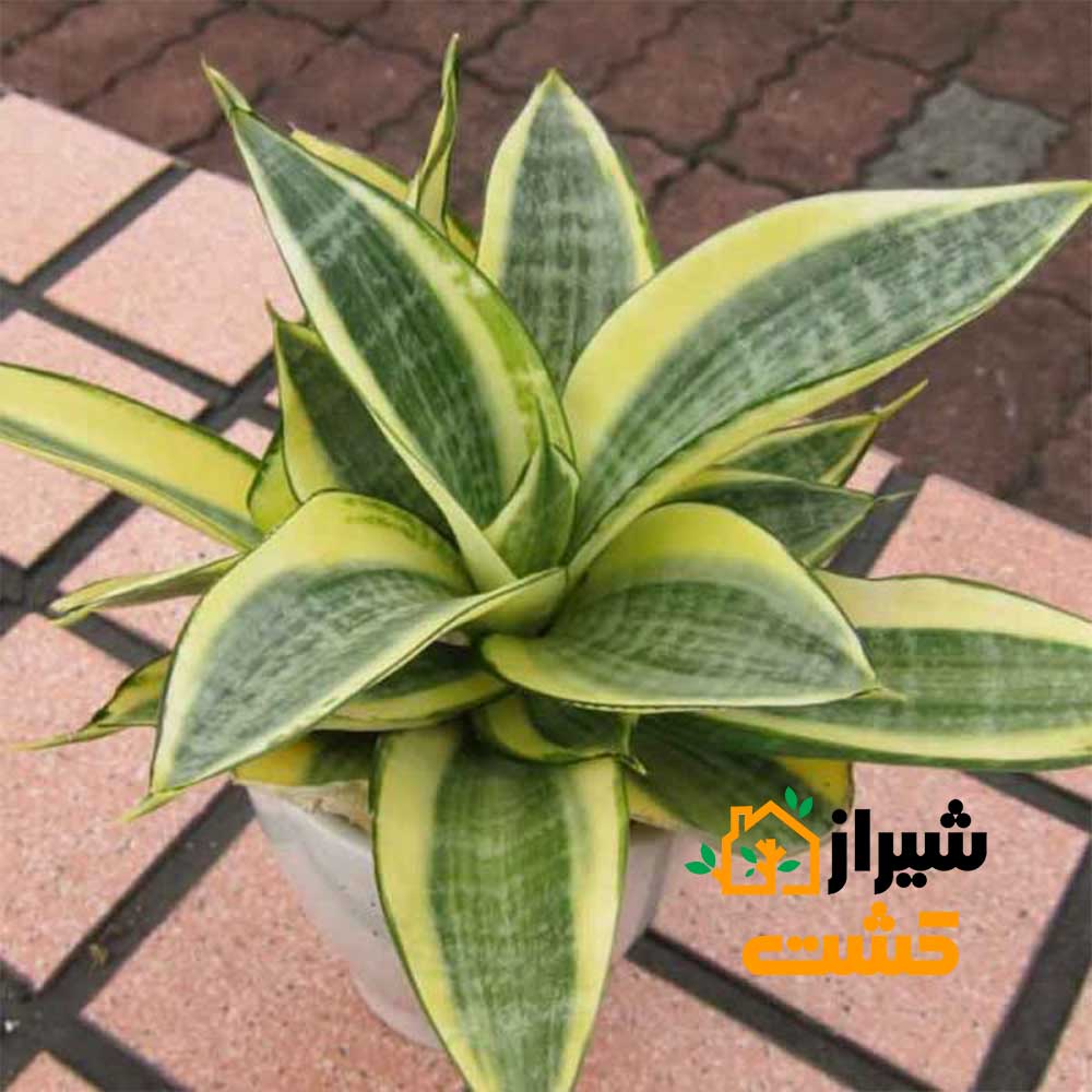 معرفی 19 گونه از انواع سانسوریا 22 27