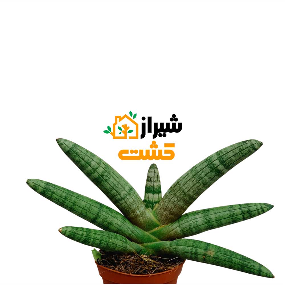 معرفی 19 گونه از انواع سانسوریا 32 29