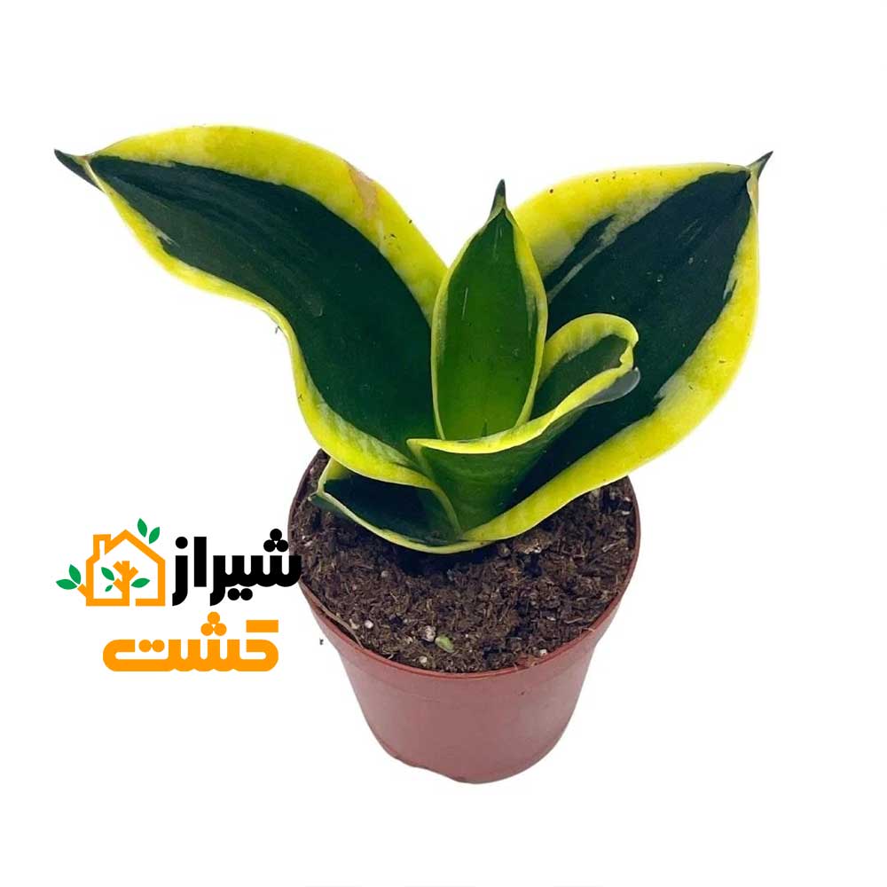 معرفی 19 گونه از انواع سانسوریا 25 31
