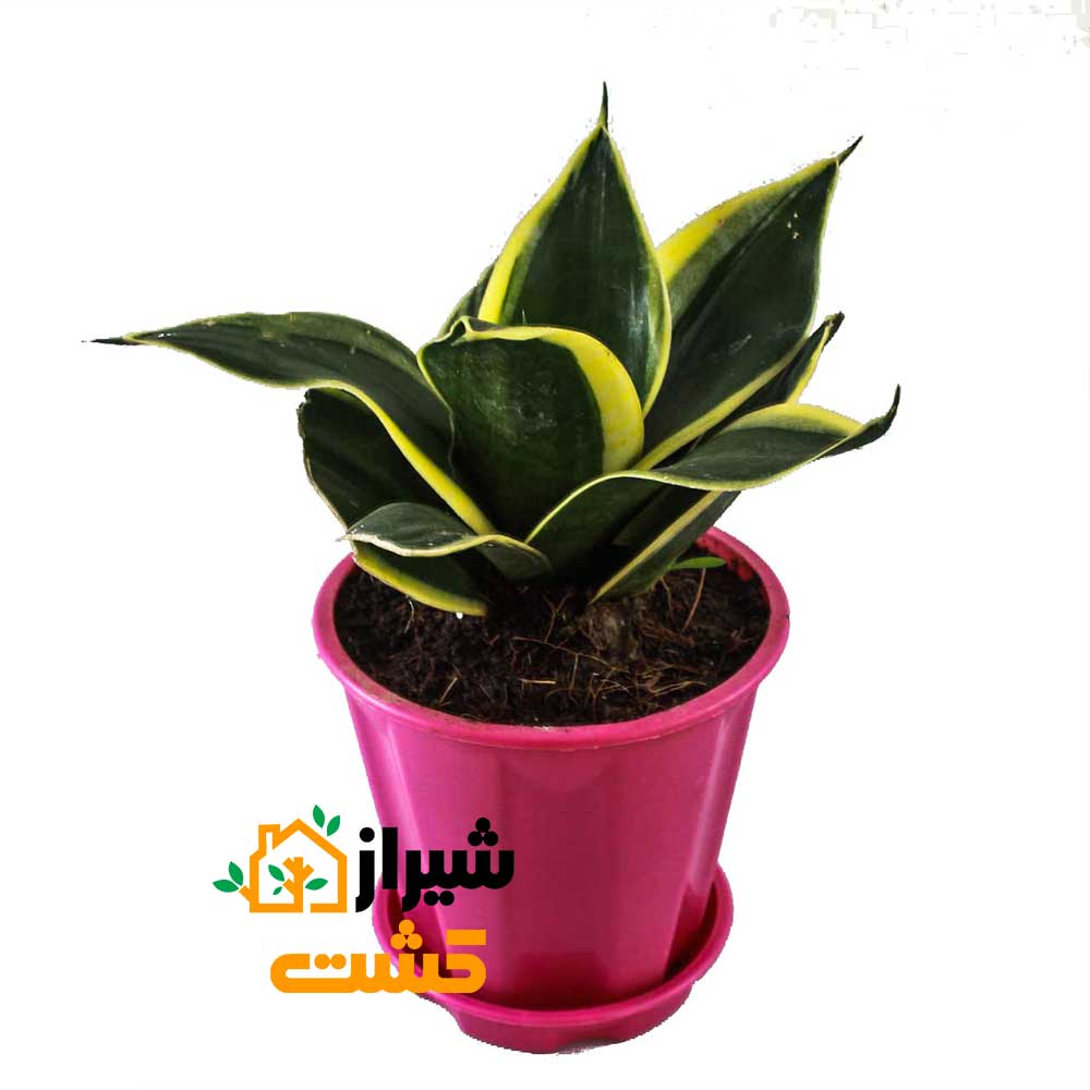 معرفی 19 گونه از انواع سانسوریا 27 33