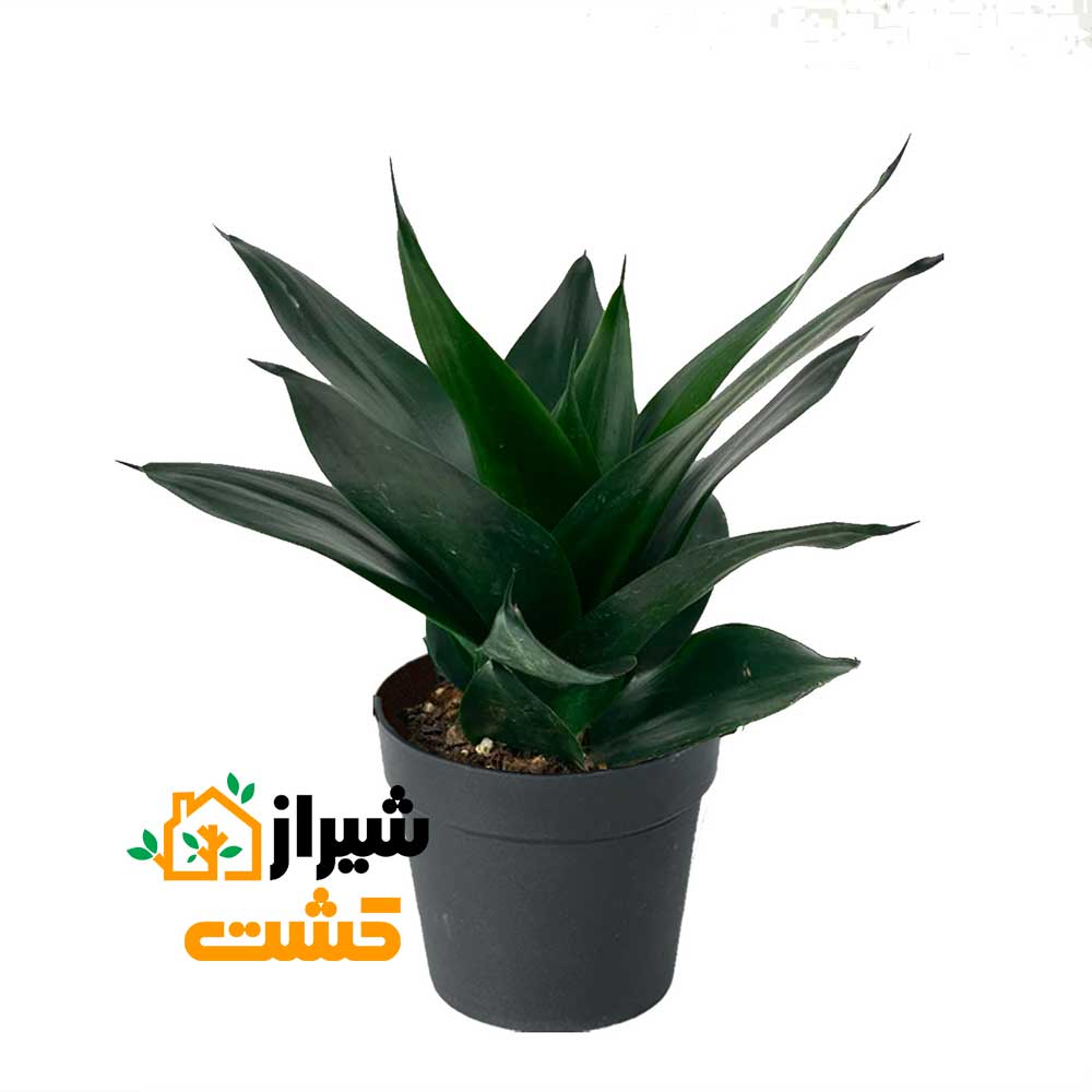 معرفی 19 گونه از انواع سانسوریا 28 34