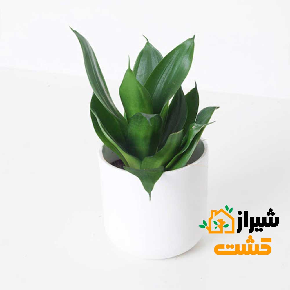 معرفی 19 گونه از انواع سانسوریا 30 36