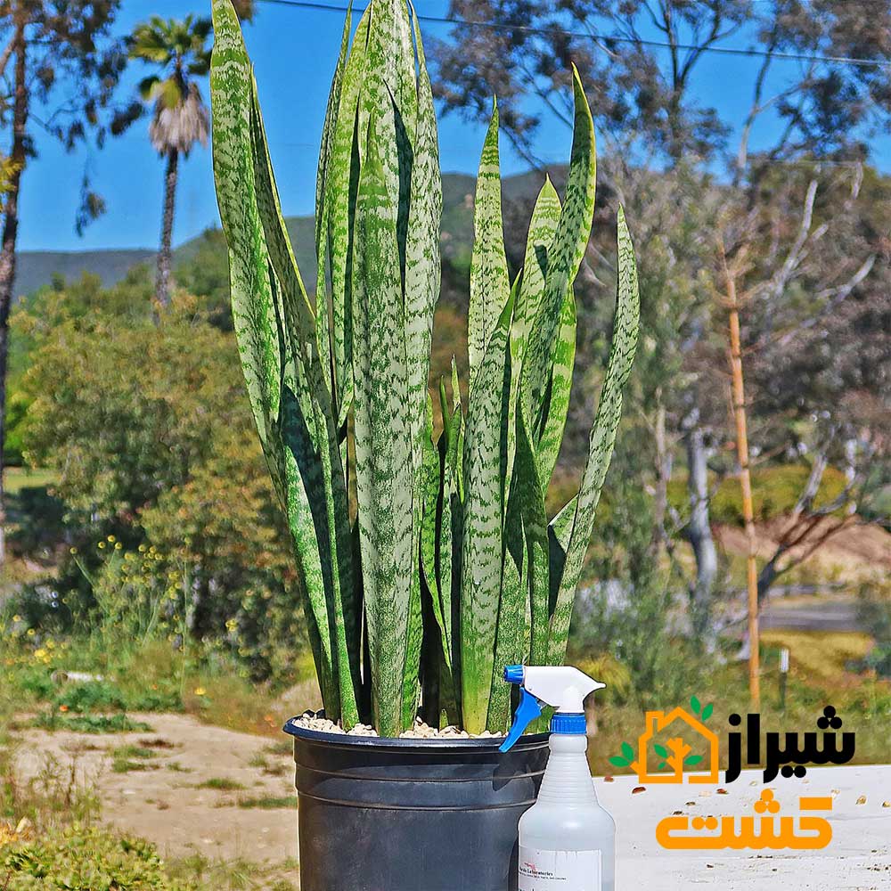 معرفی 19 گونه از انواع سانسوریا 3 4