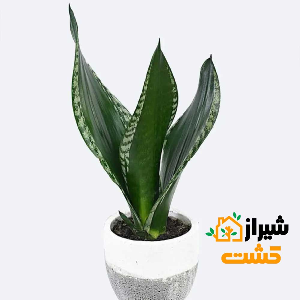 معرفی 19 گونه از انواع سانسوریا 34 40
