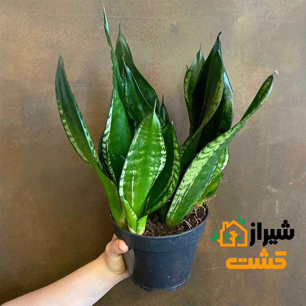 معرفی 19 گونه از انواع سانسوریا 35 41
