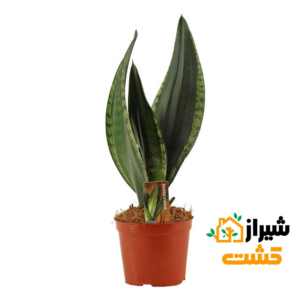 معرفی 19 گونه از انواع سانسوریا 36 42