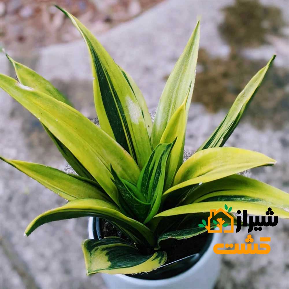 معرفی 19 گونه از انواع سانسوریا 37 43