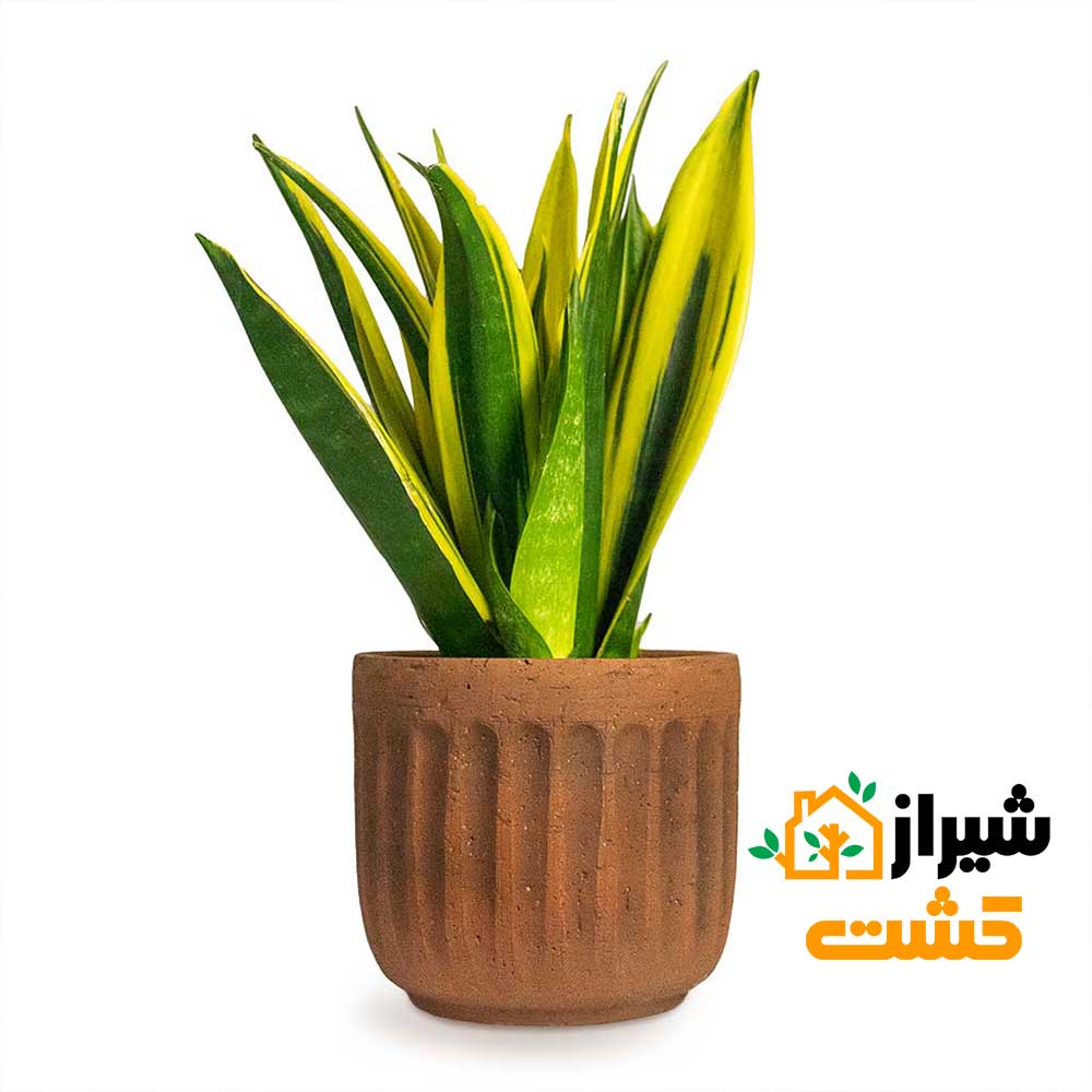 معرفی 19 گونه از انواع سانسوریا 38 44