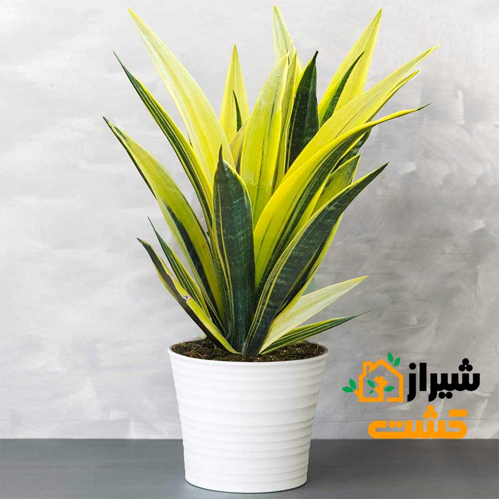 معرفی 19 گونه از انواع سانسوریا 39 45