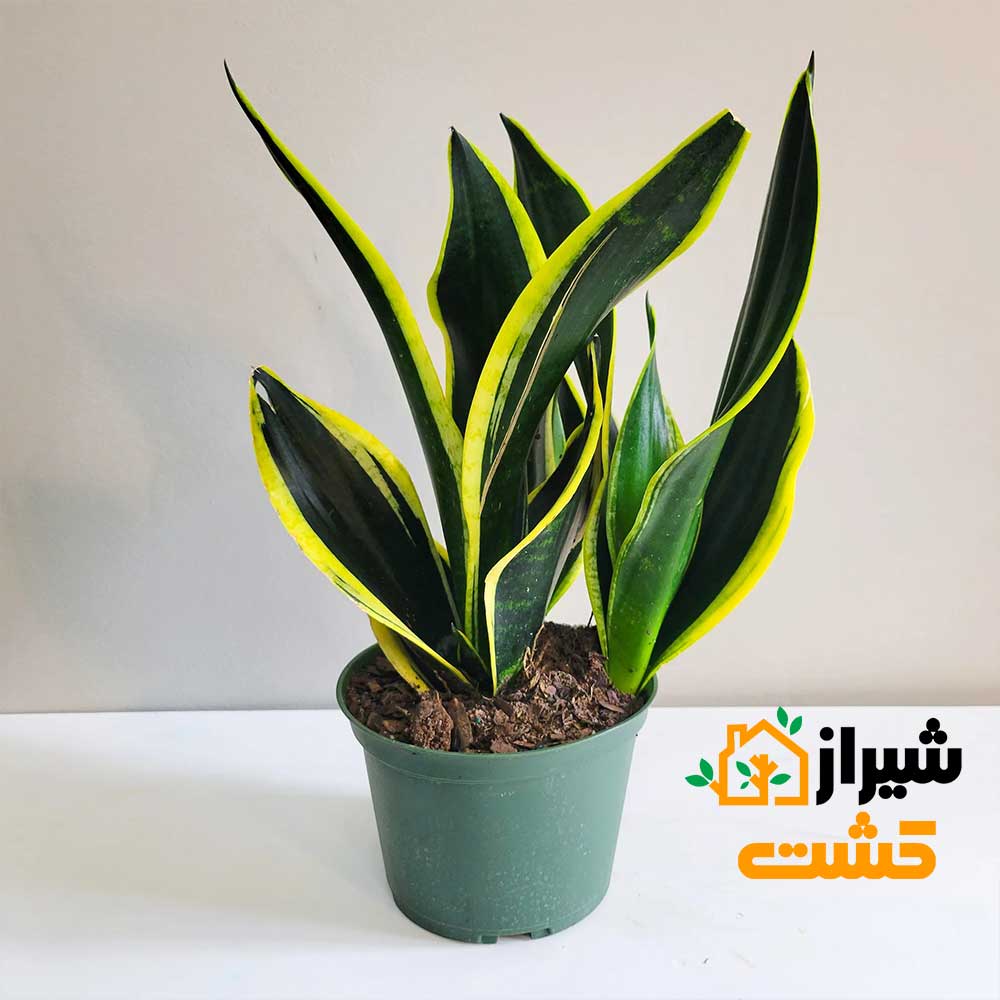 معرفی 19 گونه از انواع سانسوریا 40 46