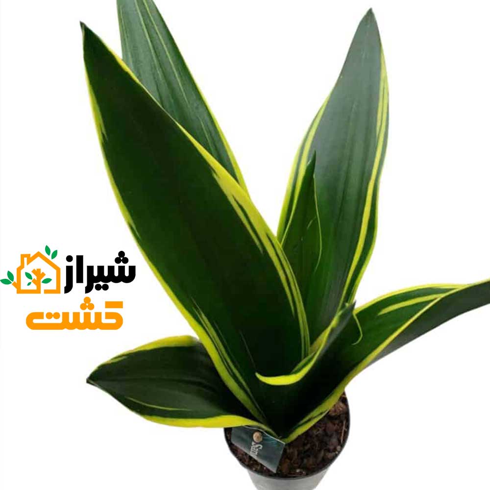 معرفی 19 گونه از انواع سانسوریا 41 47