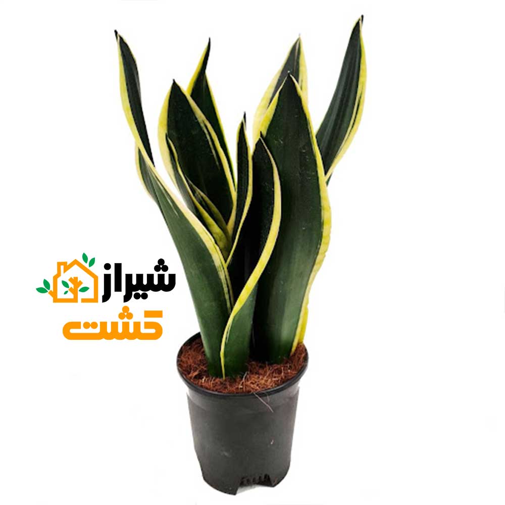 معرفی 19 گونه از انواع سانسوریا 42 48