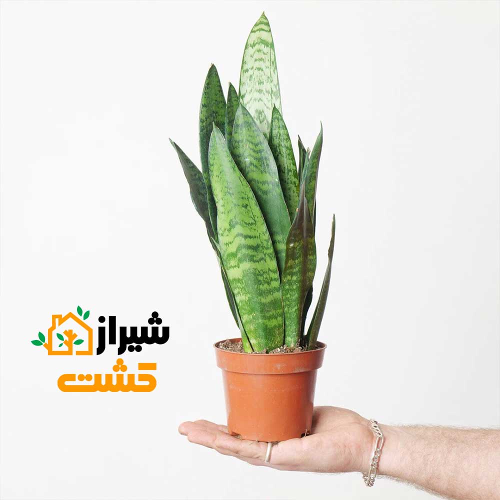 معرفی 19 گونه از انواع سانسوریا 5 5