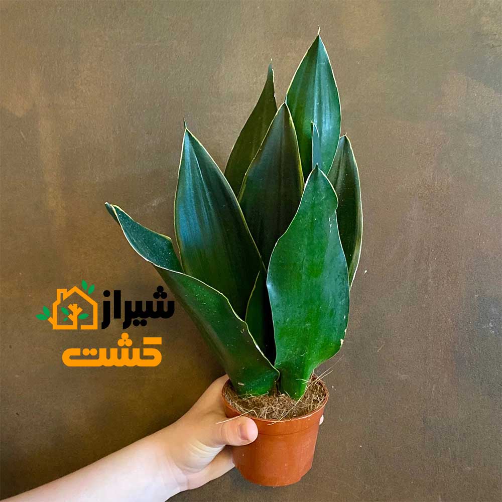 معرفی 19 گونه از انواع سانسوریا 45 50