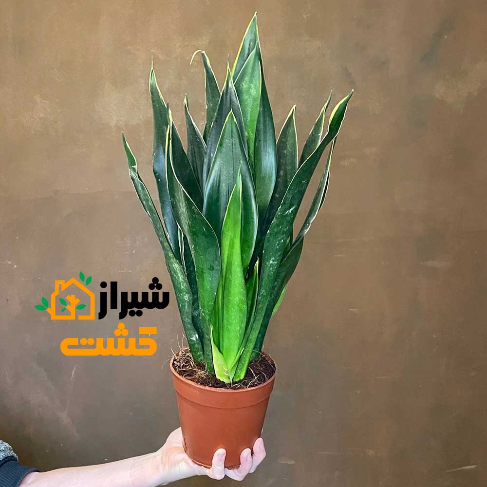 معرفی 19 گونه از انواع سانسوریا 44 51