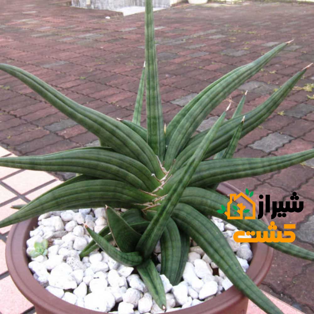 معرفی 19 گونه از انواع سانسوریا 47 54