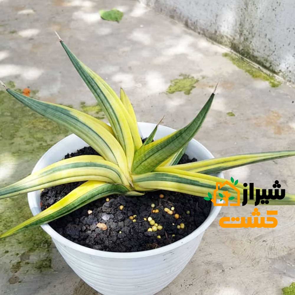 معرفی 19 گونه از انواع سانسوریا 46 55