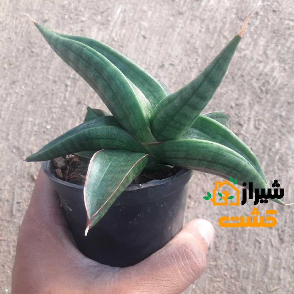 معرفی 19 گونه از انواع سانسوریا 48 56