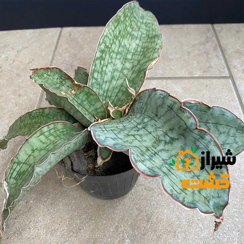 معرفی 19 گونه از انواع سانسوریا 49 57