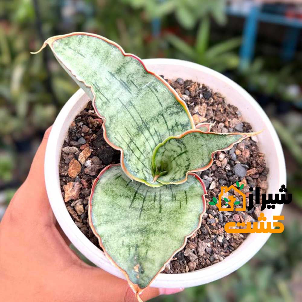 معرفی 19 گونه از انواع سانسوریا 51 59