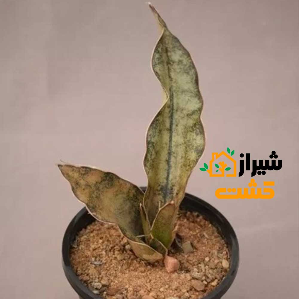 معرفی 19 گونه از انواع سانسوریا 53 61