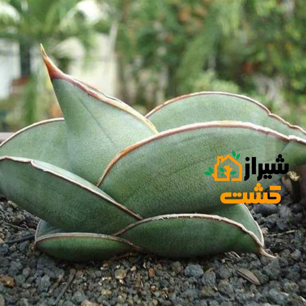 معرفی 19 گونه از انواع سانسوریا 57 64