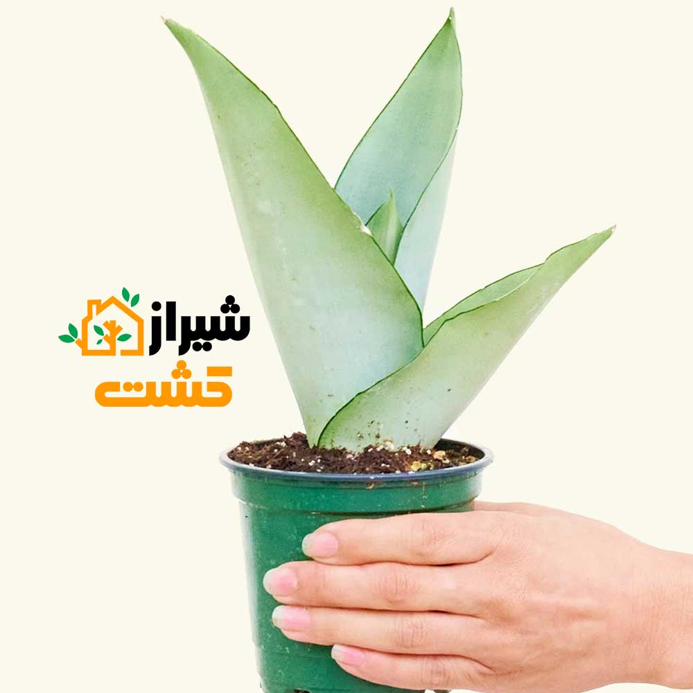 معرفی 19 گونه از انواع سانسوریا 7 9