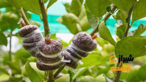 تکثیر گیاه به روش خوابانیدن