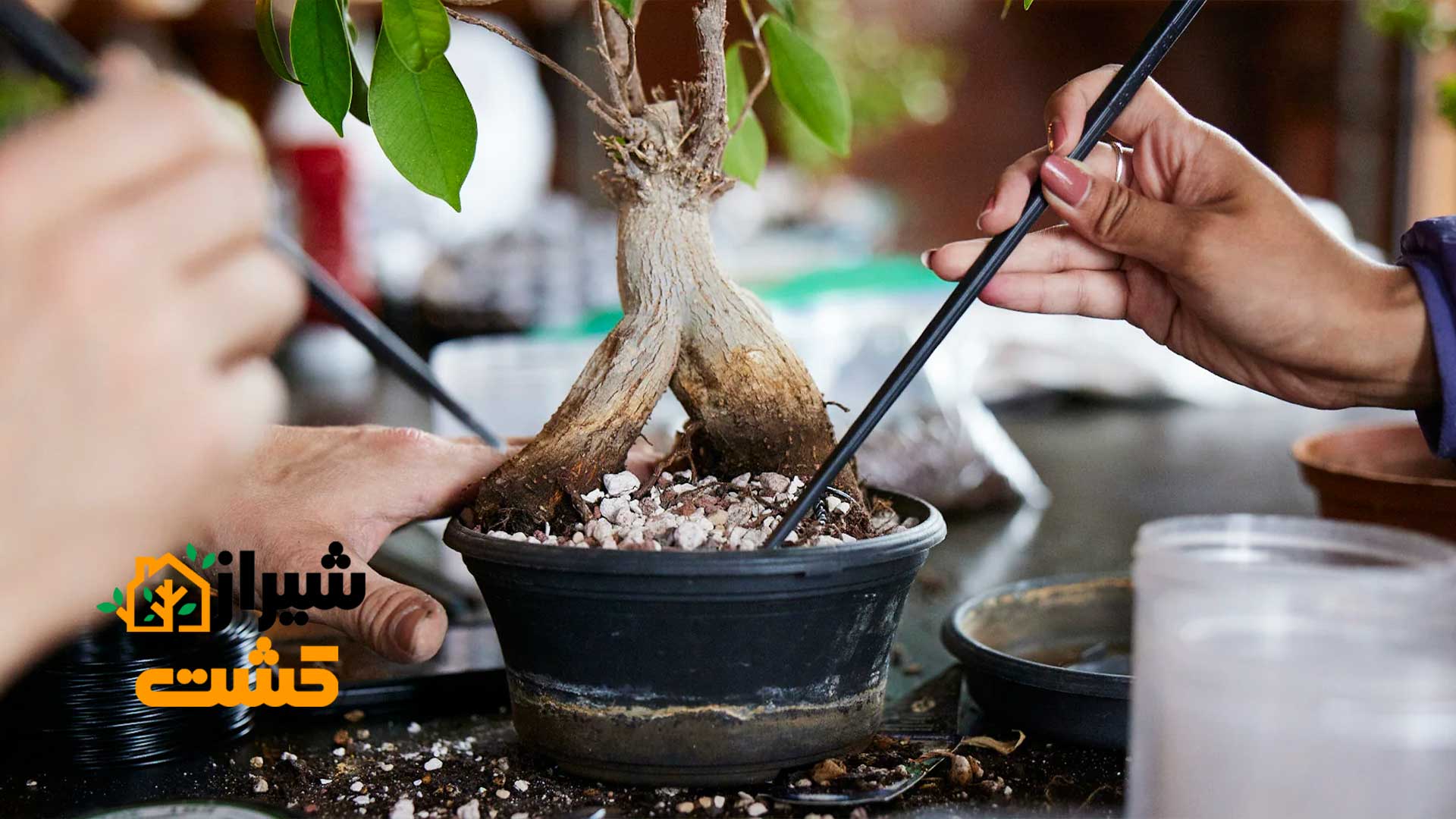 تعویض گلدان بونسای